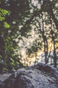 earth and woods
