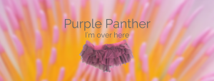 Read more about the article Purple Panther