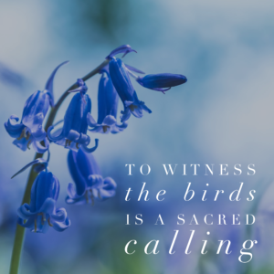 to-witness-the-birds
