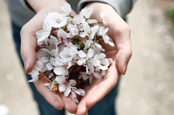 handful-of-blossom