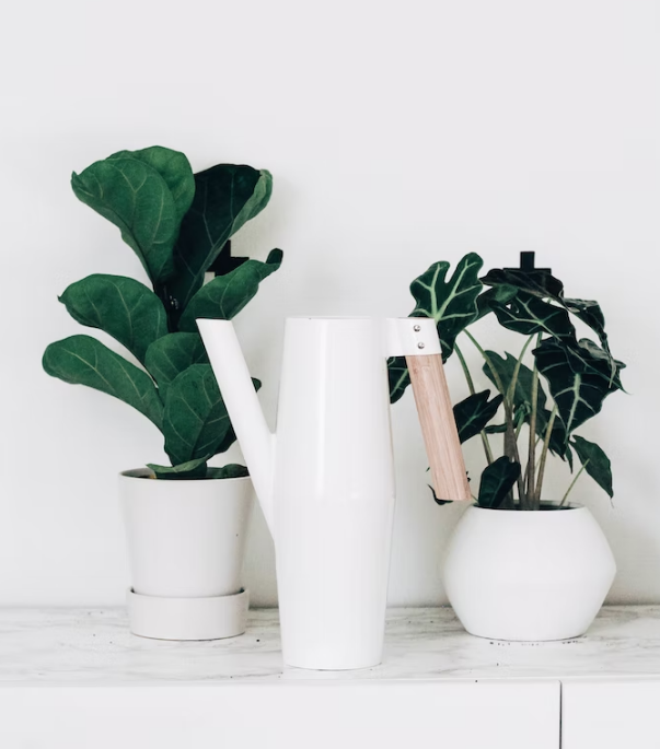 water-the-plants