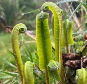fern-croziers