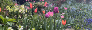 Read more about the article Is It Spring Yet? Why menopause transition seems to go on forever