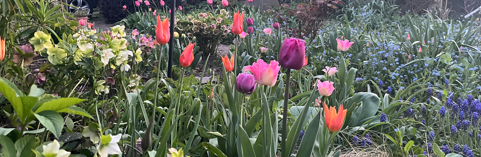 Read more about the article Is It Spring Yet? Why menopause transition seems to go on forever